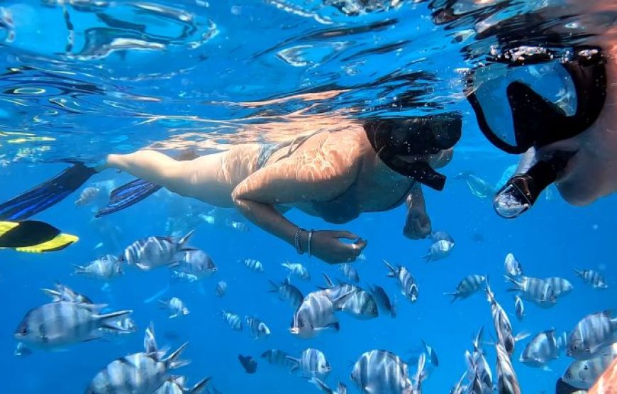 Hurghada: Speedboat Dolphin Watching and Snorkeling