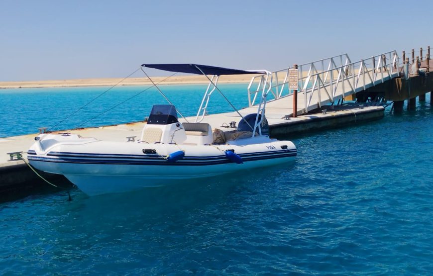 Hurghada: Speedboat Dolphin Watching and Snorkeling