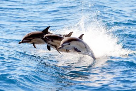 Orange Bay Dolphin Watching, Snorkeling Fruits